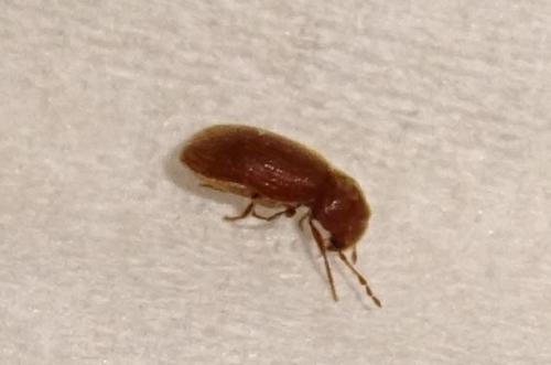 Anobiinae